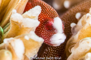 Pughead coral pipefish. Bulbonaricus davaoensis. by Mehmet Salih Bilal 